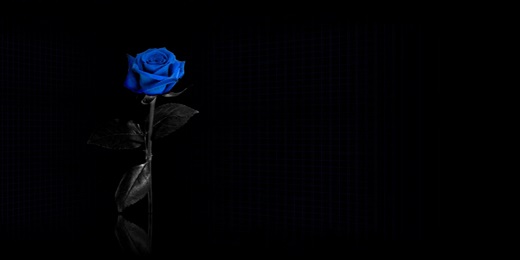 Twitter Header - Flowers - Blue Rose Flower - Hipi.info