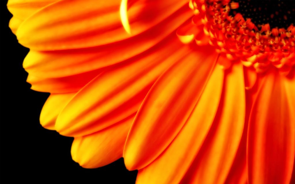 Sunflower Orange HD Wallpaper - Hipi.info